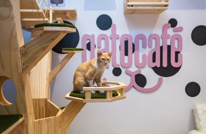 Gato Café chega ao Via Parque