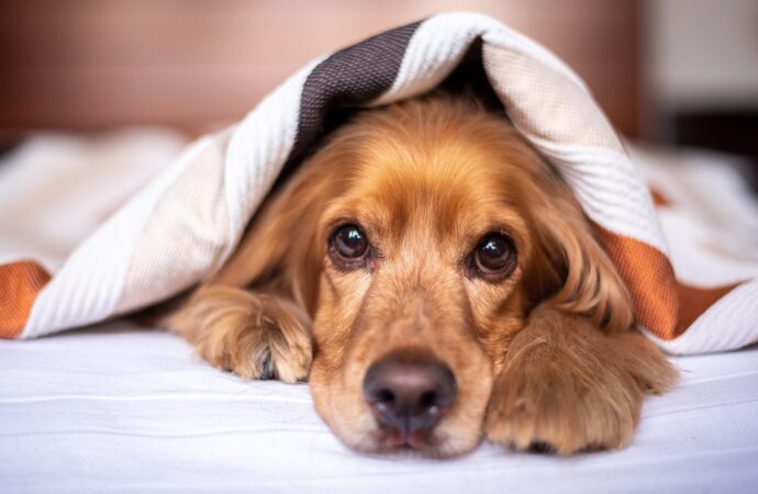 Clima mais frio agrava dores articulares e musculares dos pets