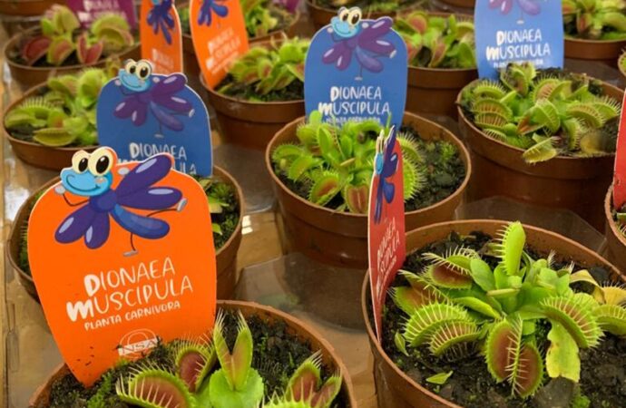 Feira de Flores no Recreio Shopping oferece opções para decorar presentear