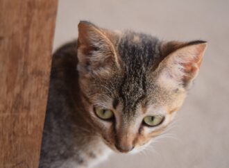 Campanha de adoção de animais no Recreio Shopping