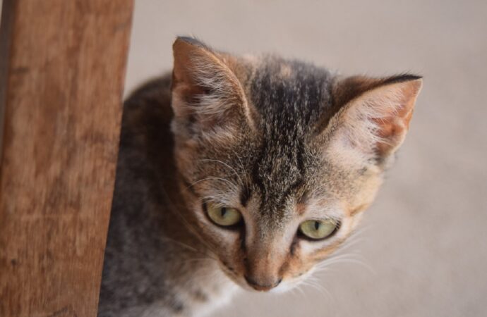 Campanha de adoção de animais no Recreio Shopping