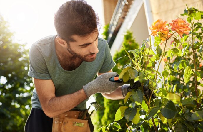 Paisagista dá dicas de como cuidar de um jardim