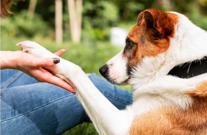 Como cortar as unhas do seu cachorro