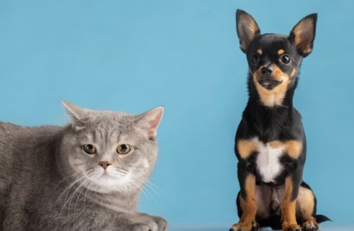 Evento para cães e gatos no VillageMall