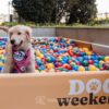 Dog Weekend de volta ao VillageMall