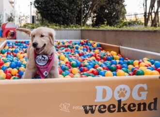 Dog Weekend de volta ao VillageMall