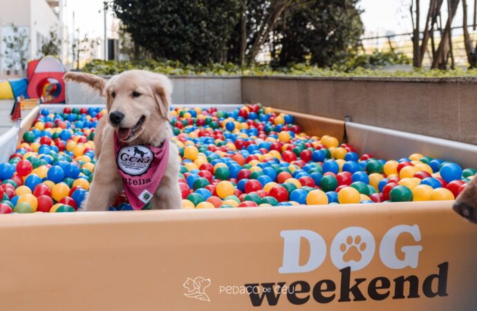 Dog Weekend de volta ao VillageMall