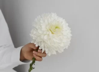 Crisântemo: como cuidar e cultivar a flor que simboliza vida e renovação