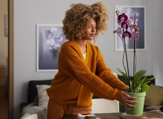 Plantas para Presentear: Ideias Criativas e Cheias de Significado