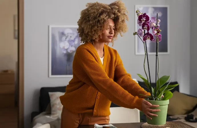 Plantas para Presentear: Ideias Criativas e Cheias de Significado