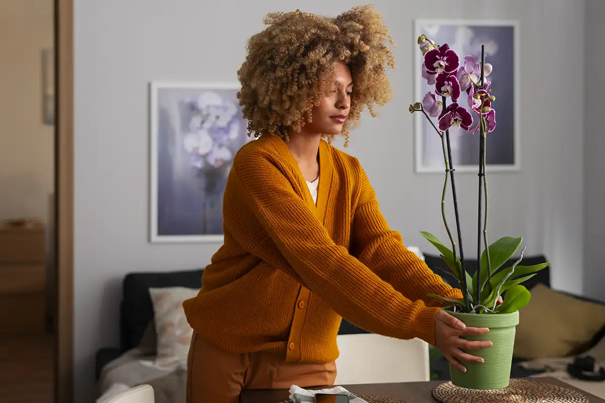 Plantas para Presentear: Ideias Criativas e Cheias de Significado