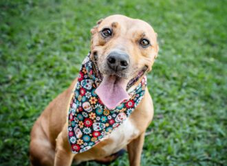 Recreio Shopping promove campanha de adoção de pets