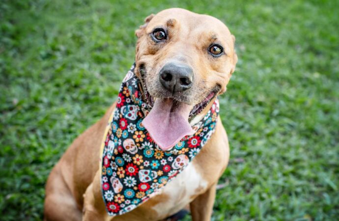 Recreio Shopping promove campanha de adoção de pets