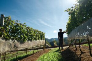 Vinicola-Maturano-em-Teresopolis-2-Credito-Robson-Oliveira-300x200 Newscrunch