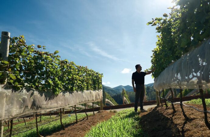 Vinícola Maturano, em Teresópolis: um novo marco para o enoturismo na Serra Fluminense