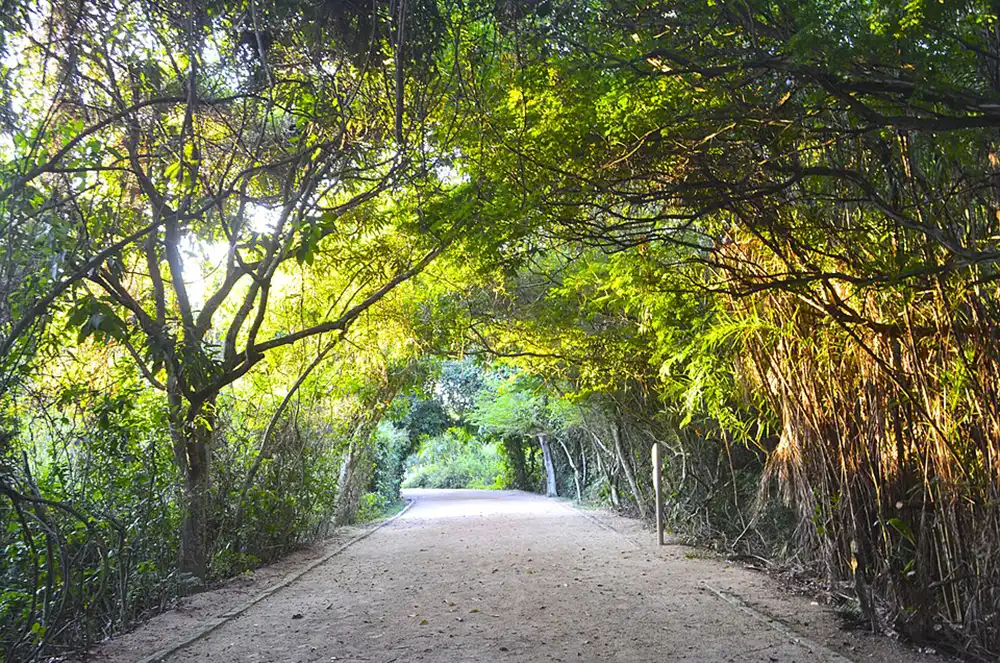 bosque-da-barra-3-wikimedia Bosque da Barra preserva um raro refúgio de restinga no coração da Barra da Tijuca
